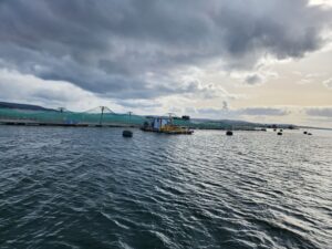 Remediación en Salmonicultura