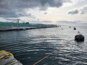 Nanoburbujas en la Salmonicultura