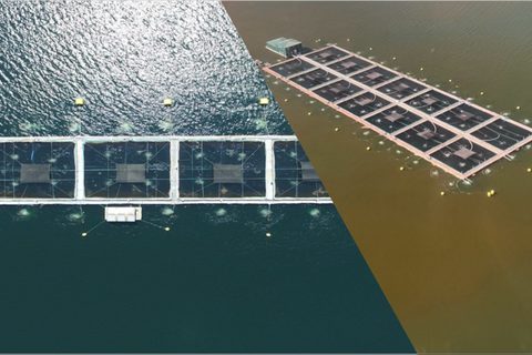 Centro salmonero con bloom de microalga atendido por ODIN AIR
