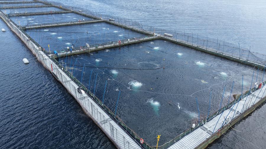 Sistema de aireación ODIN AIR en operación en jaula salmonera