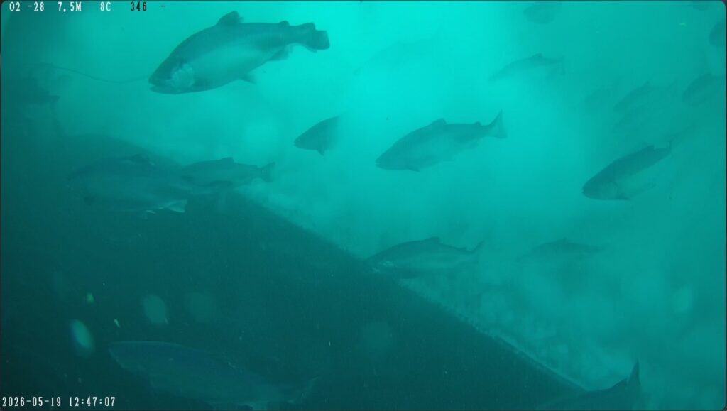 Vista submarina desde ROV de salmones nadando mientras el sistema ODIN O₂ de CPI Equipment inyecta oxígeno con difusores de perforación láser