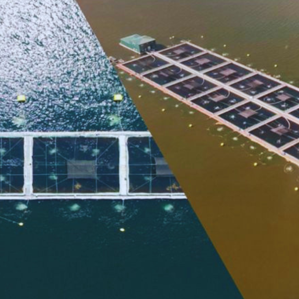 El Niño en salmonicultura