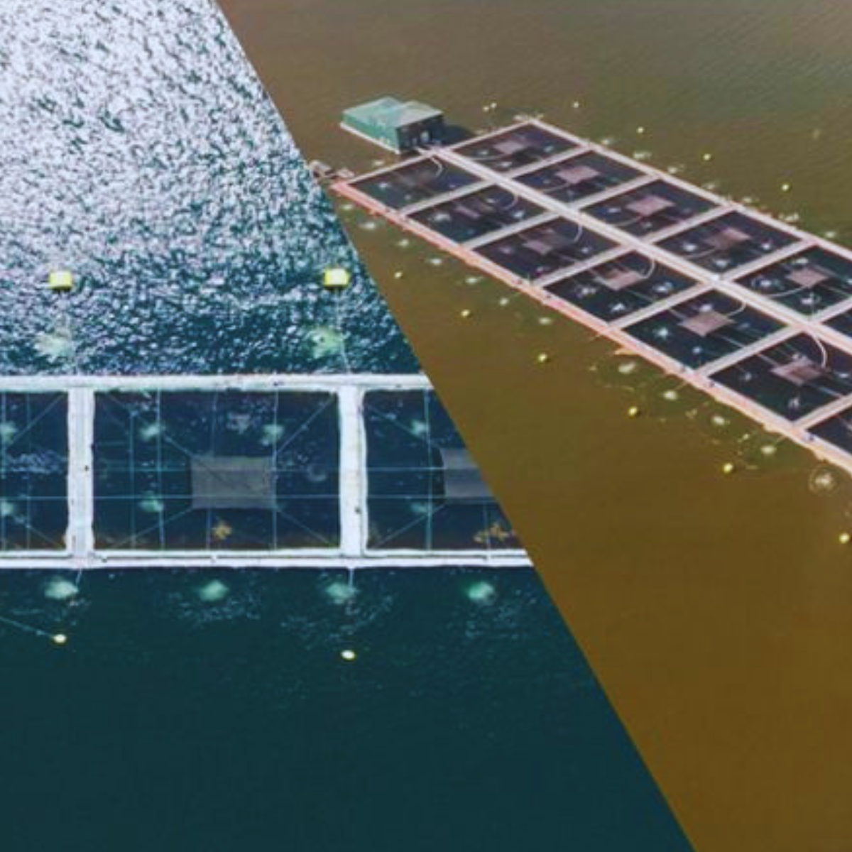 El Niño en salmonicultura